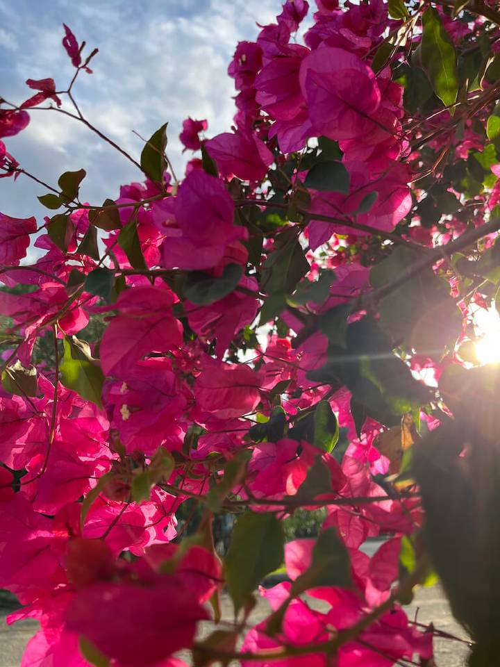 Bright pink bougainvillea flowers with sun peeking through the petals against a blue sky background.