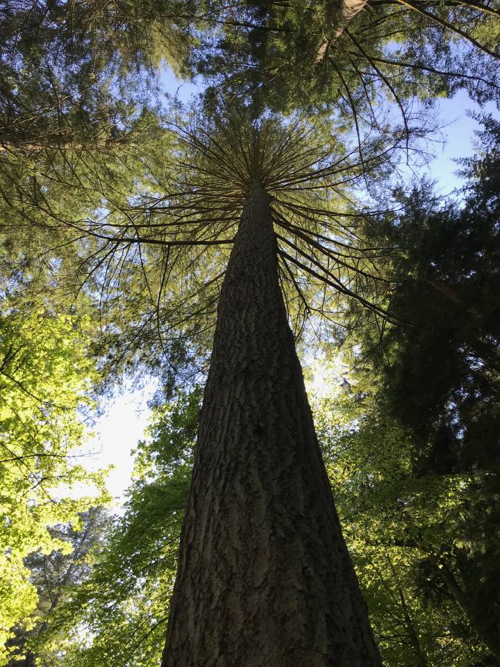 Douglas fir at Tay Forest Park (The Hermitage)